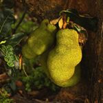 YACA: la fruta gigante todavía olvidada en Bolivia