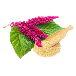 Amaranto