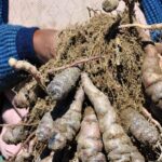 La revolución alimentaria de las mujeres