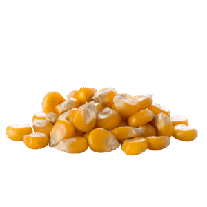 Maíz Amarillo