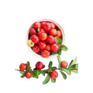 Acerola
