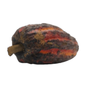 Cacao