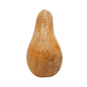 Curcubita