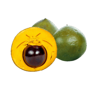 Lúcuma