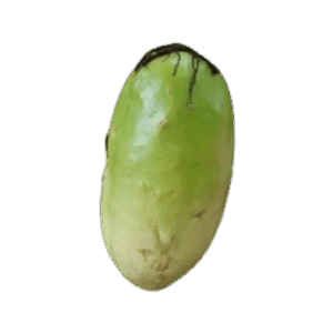 Pachío