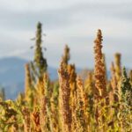 8 Maneras de Comer Habas