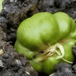 El Tejar: territorio vivo de alimentos locales y agrobiodiversidad en La Paz