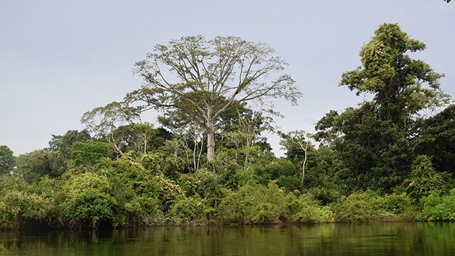 Árboles altos a orillas de un río en la Amazonía