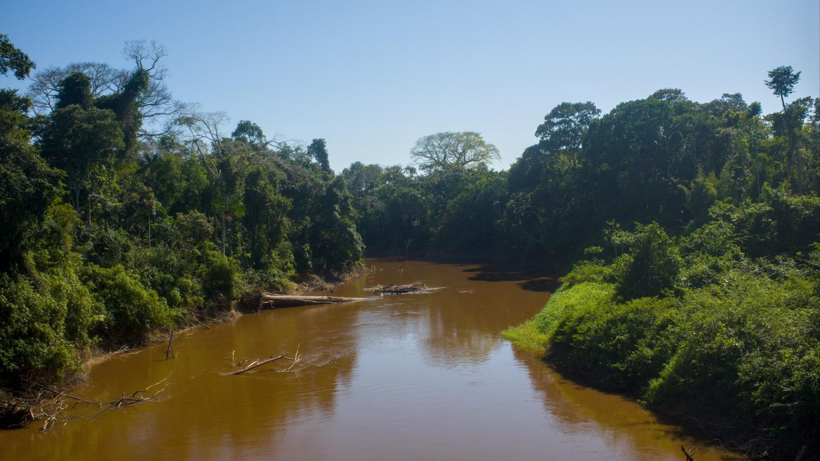 Río amazónico de aguas color café entre la selva