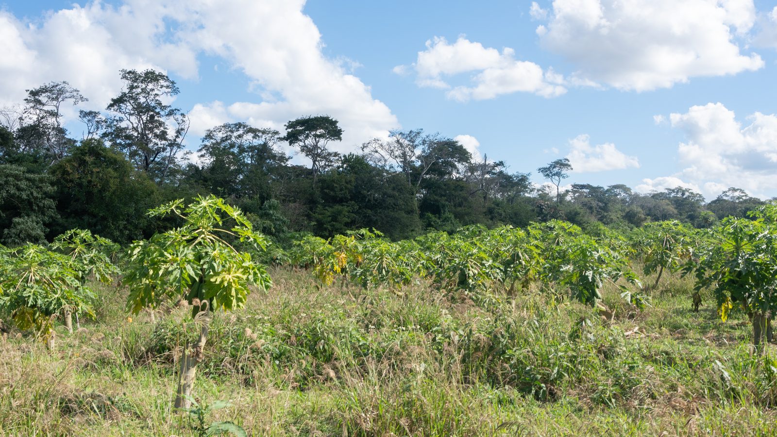 Cultivos y bosque chiquitano bajo un cielo con nubes