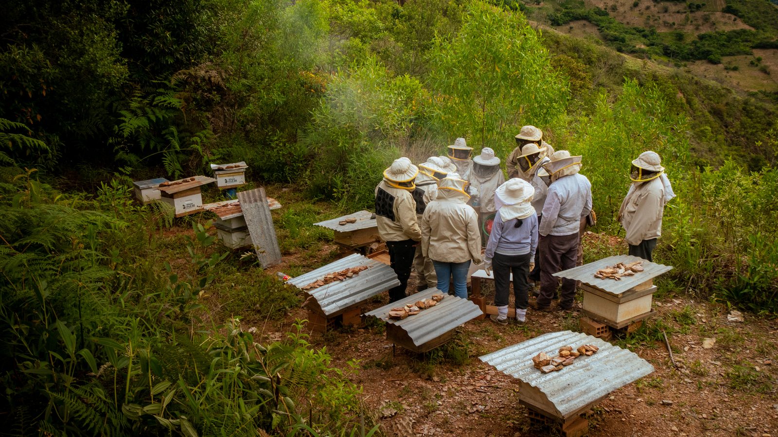 Apicultores revisando colmenas en una ladera de los Yungas
