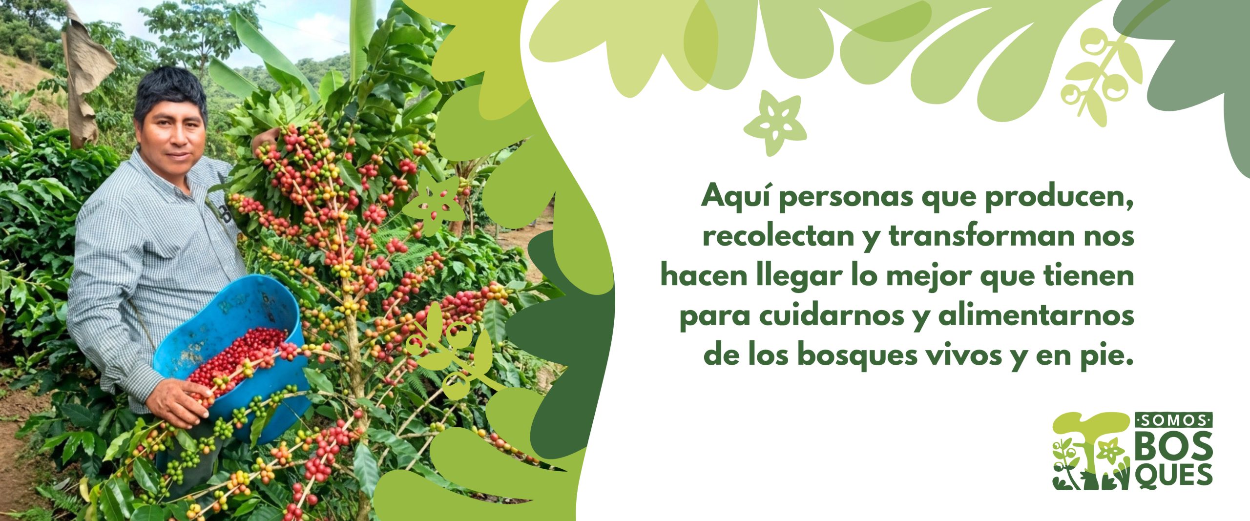 Aquí personas que producen, recolectan y transforman nos hacen llegar lo mejor que tienen para cuidarnos y alimentarnos de los bosques vivos y en pie.