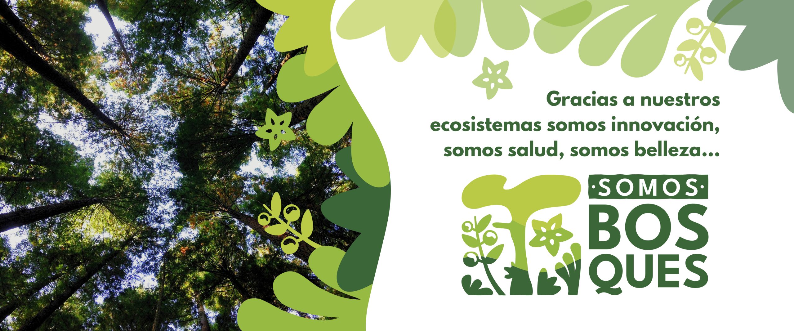 Gracias a nuestros ecosistemas somos innovación, somos salud, somos belleza. Somos Bosques.